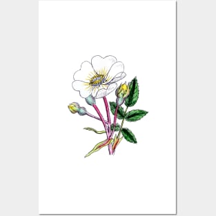 Wild Rose-This is a vintage print Circa 1800-1900 Posters and Art